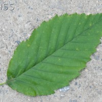 Red Alder